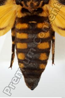 Death-head Hawkmoth - Acherontia atropos 0006